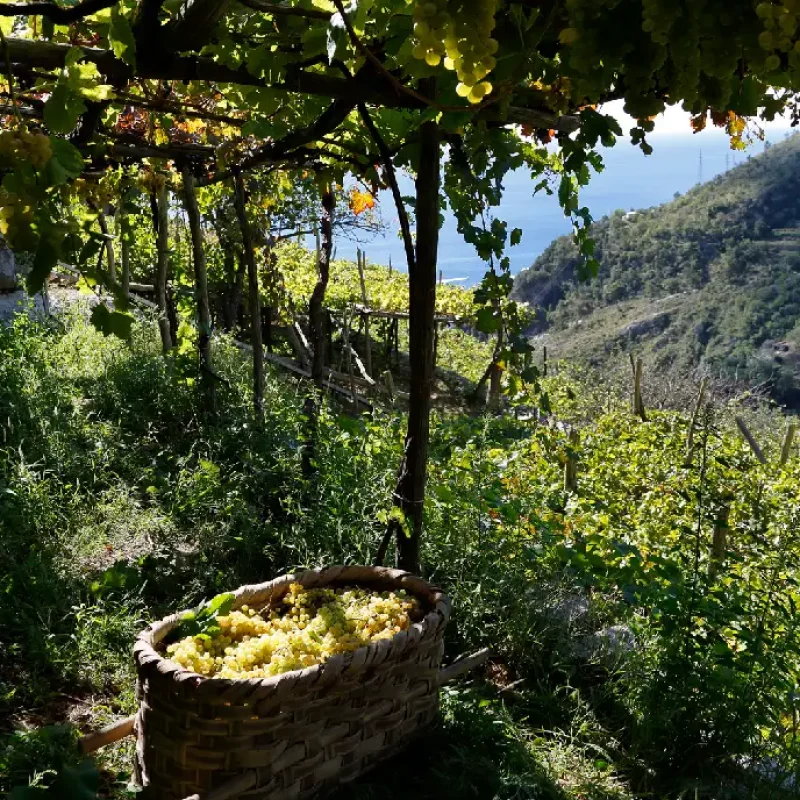 marisacuomo-sitoweb-azienda-3